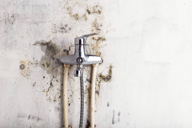 Certified Mold Removal in Heyburn, ID
