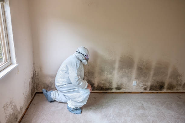 Best Crawl Space Mold Removal  in Heyburn, ID