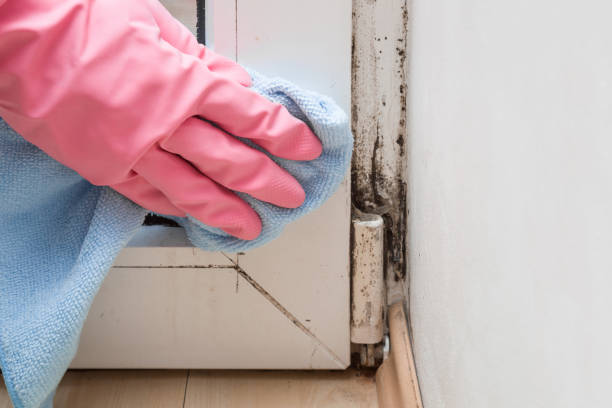 Best Office Mold Removal Services  in Heyburn, ID