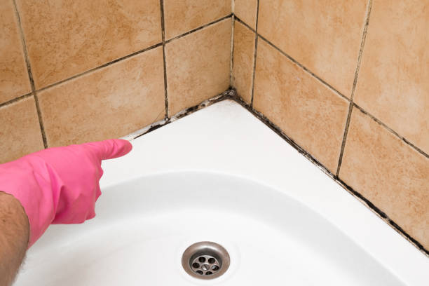 Home Mold Removal in Heyburn, ID