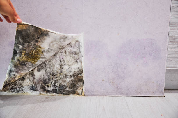 Best Best Mold Removal Companies  in Heyburn, ID